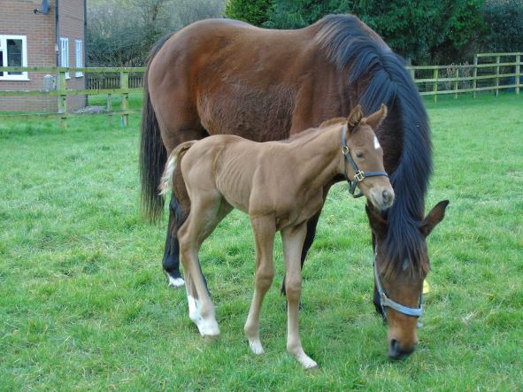 2022 filly by Dubawi
